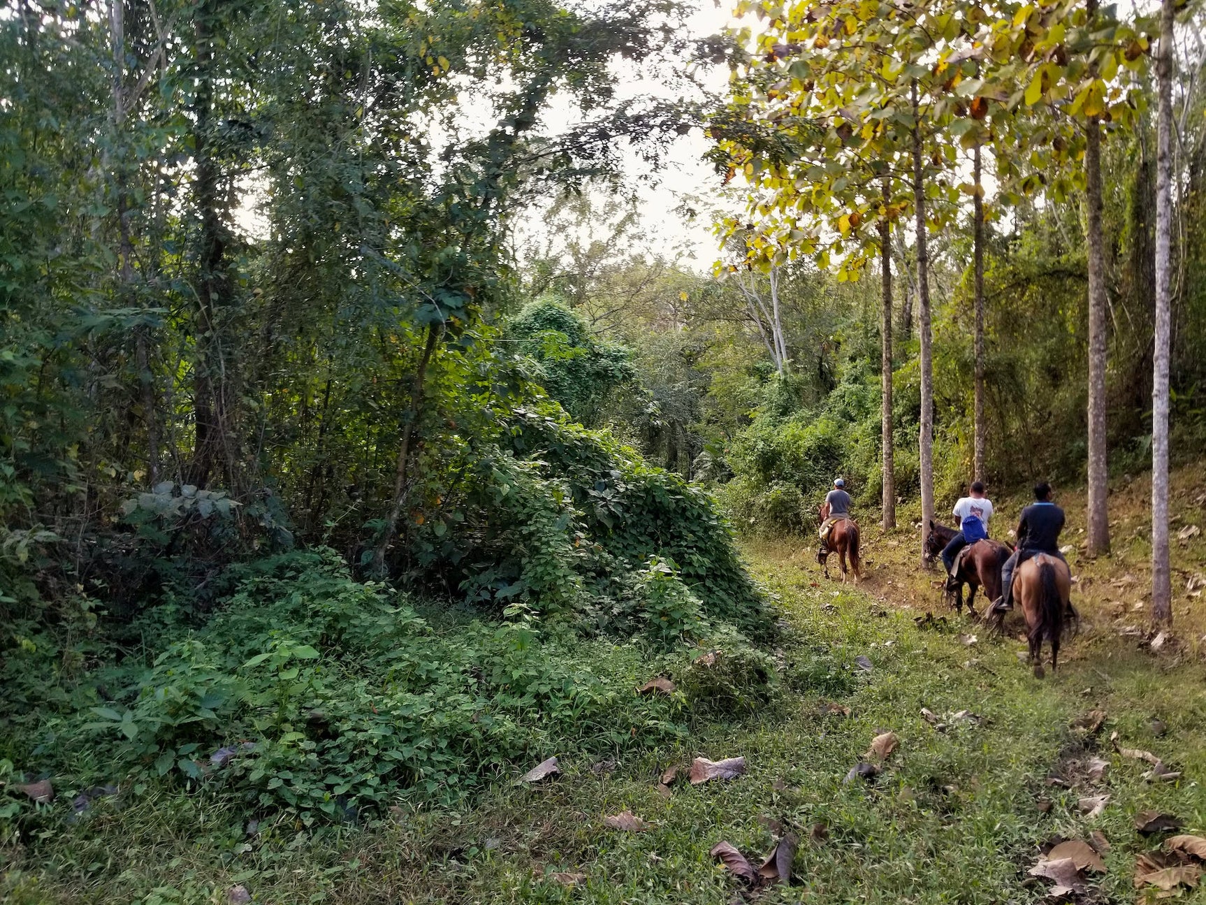 The Nicaforest High Impact Reforestation Program