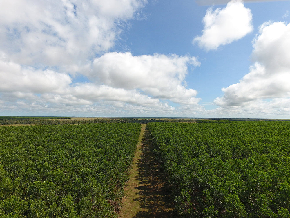 Vichada Climate Reforestation, Colombia