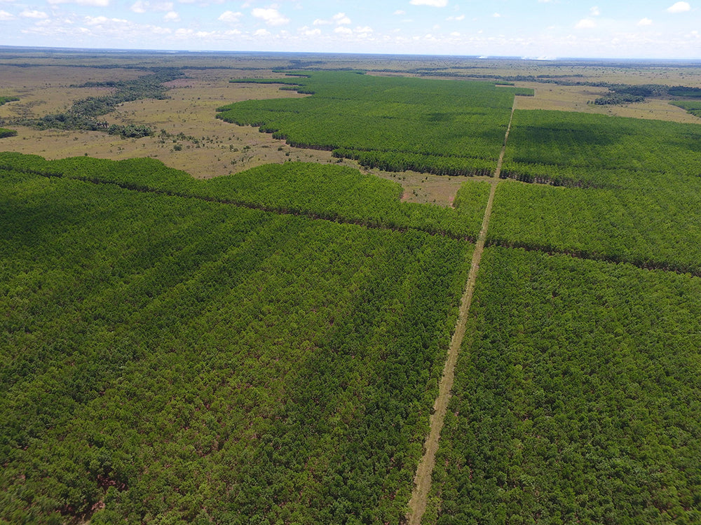 Vichada Climate Reforestation, Colombia