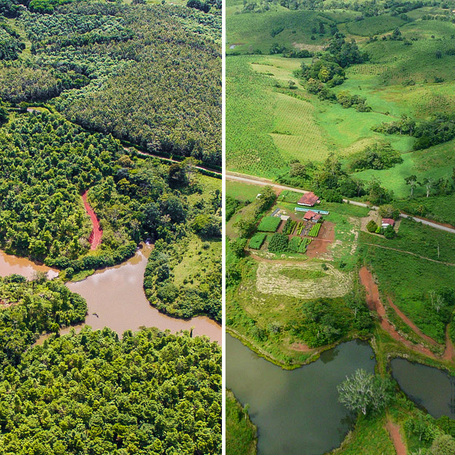 BaumInvest Mixed Reforestation in Costa Rica