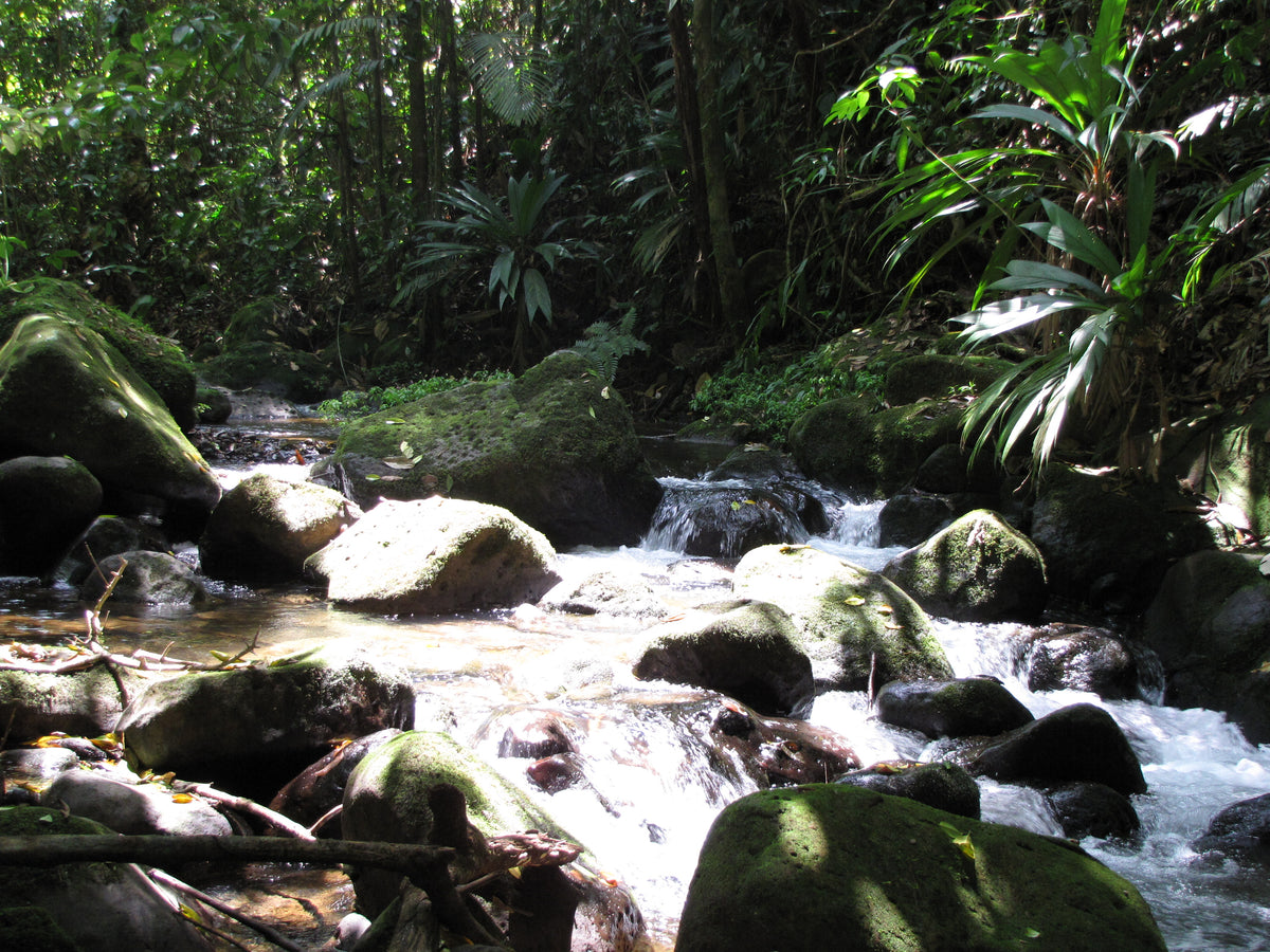 BaumInvest Mixed Reforestation in Costa Rica