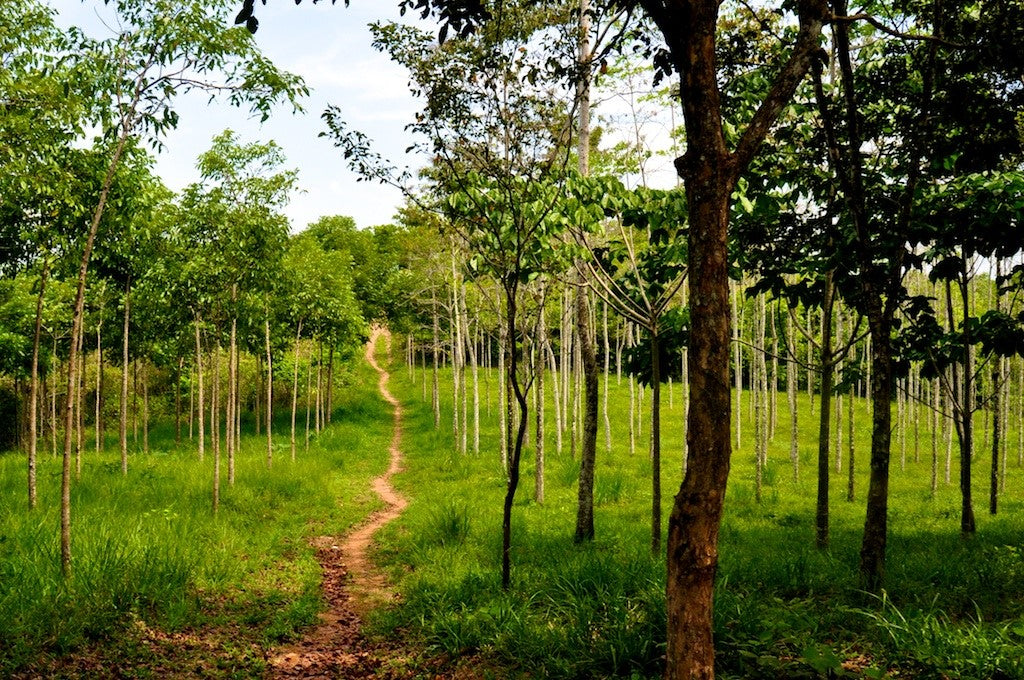 Betulia Energy and Biodiversity Restoration Project in Honduras