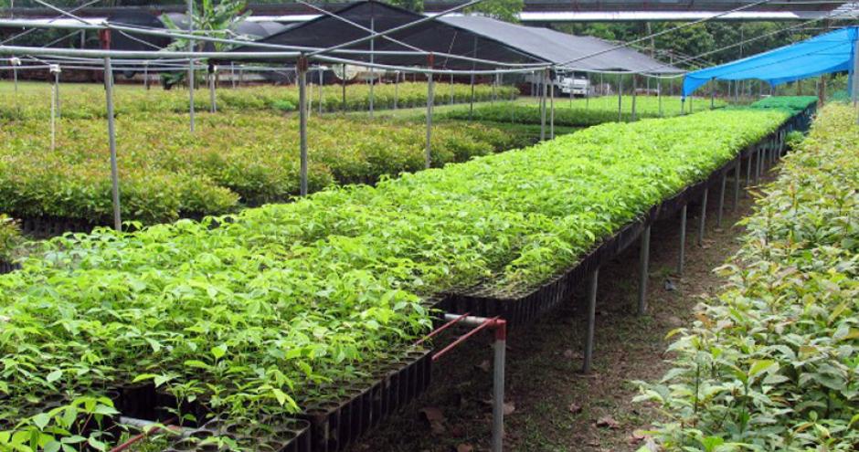 Planting Biodiverse Forests in Panama