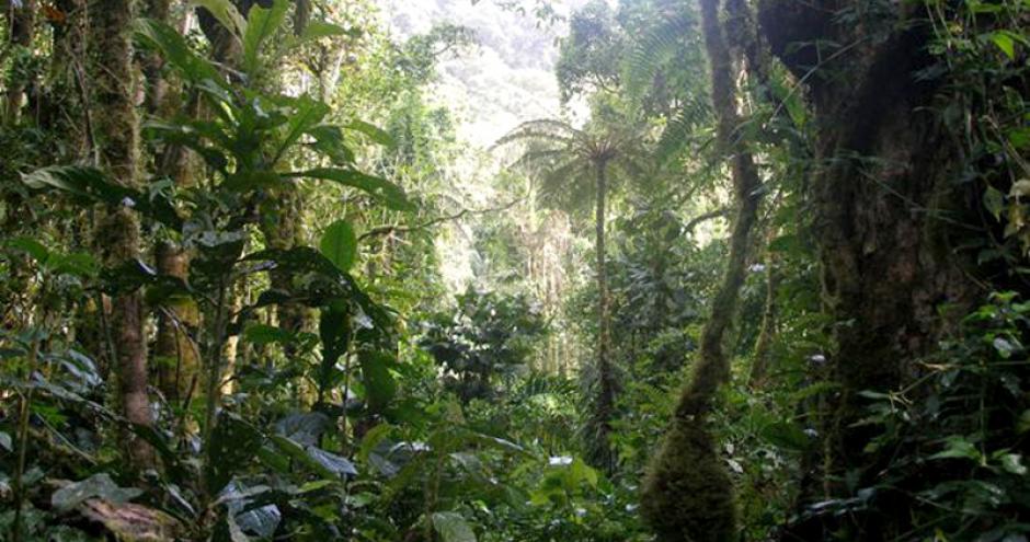 Planting Biodiverse Forests in Panama