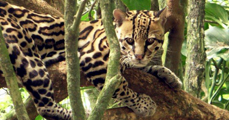 Planting Biodiverse Forests in Panama