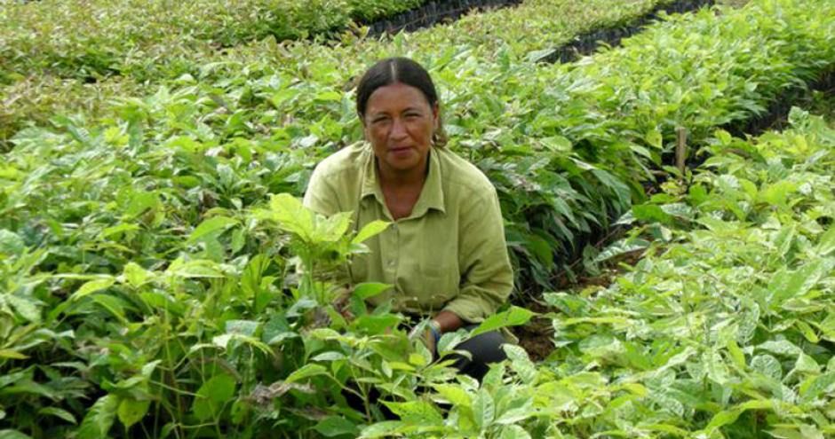 Planting Biodiverse Forests in Panama
