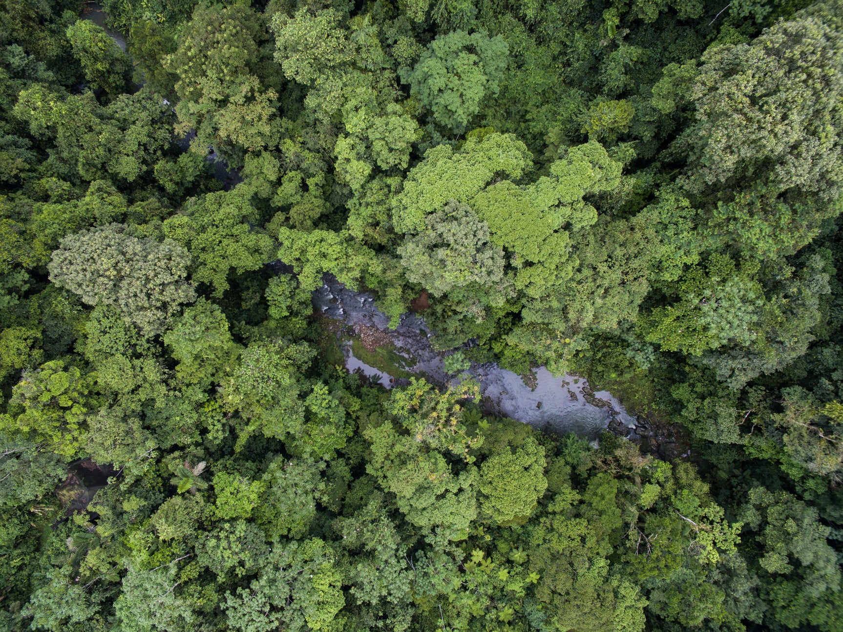 BaumInvest Mixed Reforestation in Costa Rica