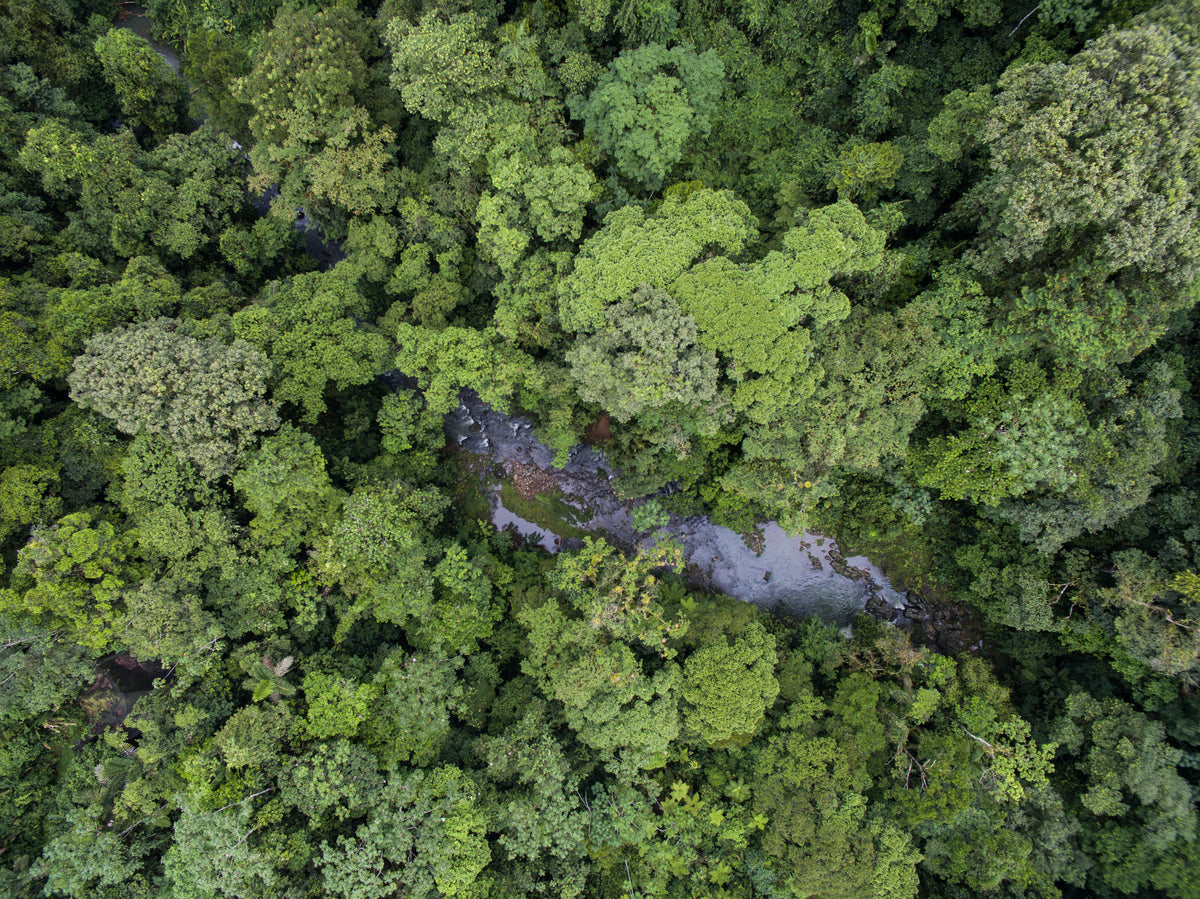 BaumInvest Mixed Reforestation in Costa Rica