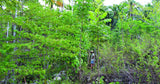 WithOneSeed Community Forest Programme, Timor-Leste