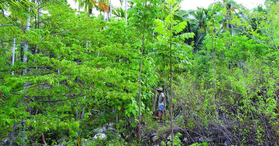 WithOneSeed Community Forest Programme, Timor-Leste
