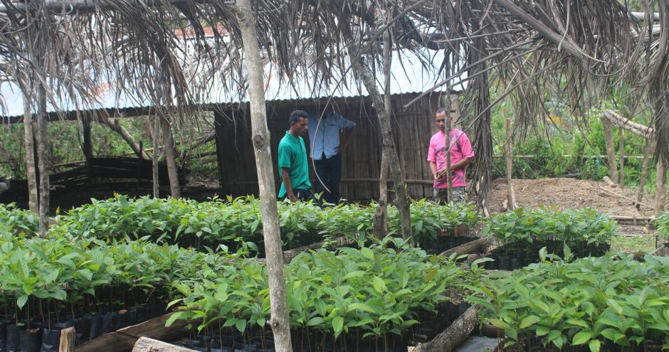 WithOneSeed Community Forest Programme, Timor-Leste