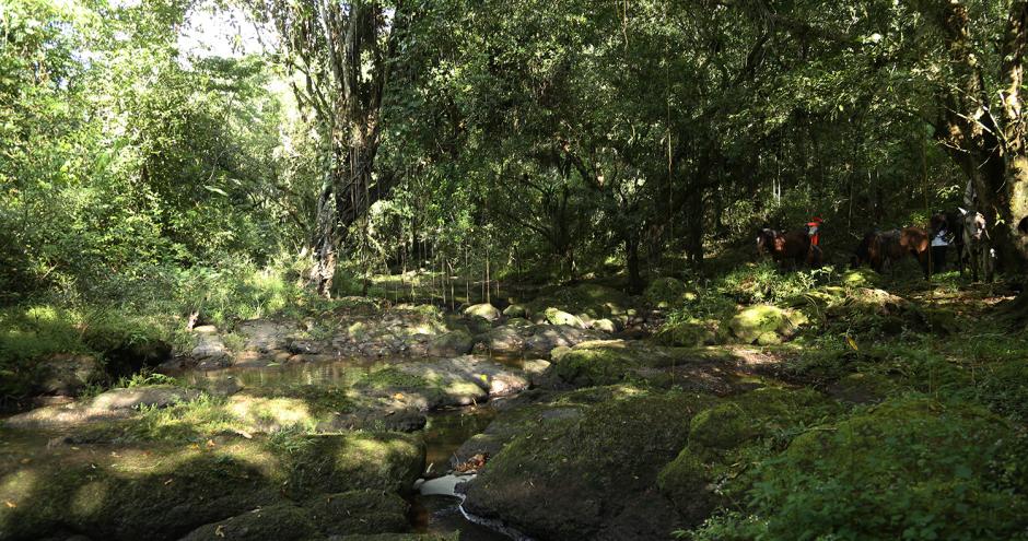 The Nicaforest High Impact Reforestation Program